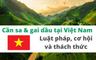 Cần sa/ gai dầu tại Việt Nam: Luật pháp, cơ hội và thách thức